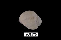 藏品(紫口珊瑚螺)的圖片